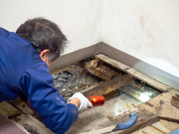 Best Water Damage Restoration  in Wamac, IN