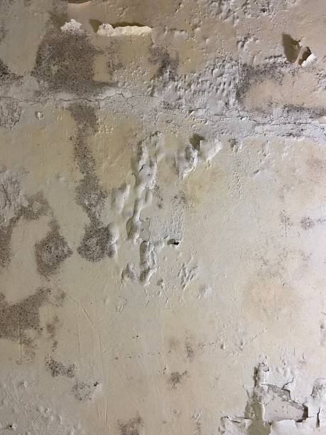 Best Mold Testing  in Wamac, IN