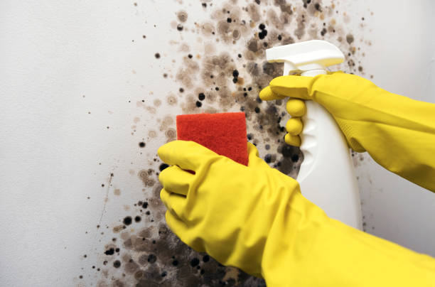 Best Mold Removal and Inspection  in Wamac, IN